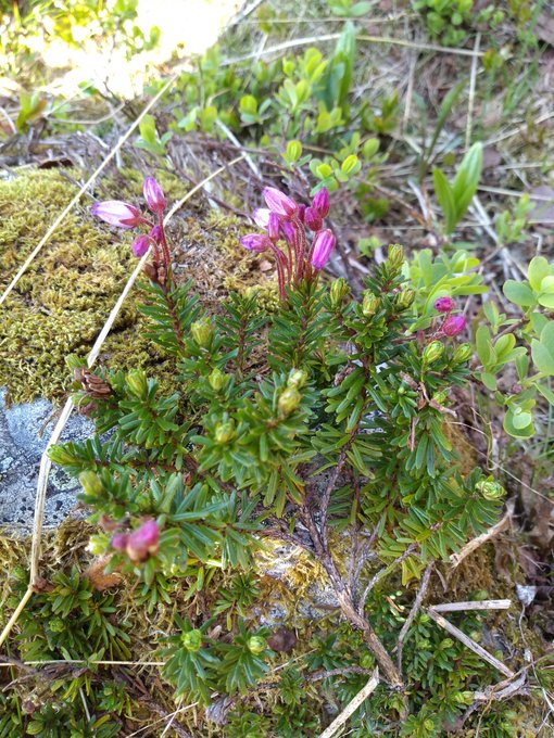 Day 5. In extensive montane heaths above the treeline, with bearberry, trailing azaelea, dwarf birch, dwarf willow, blue heath, bog bilberry, juniper. Can we reconstite this community from the sacttered fragments we have left to restore our mountain tops?