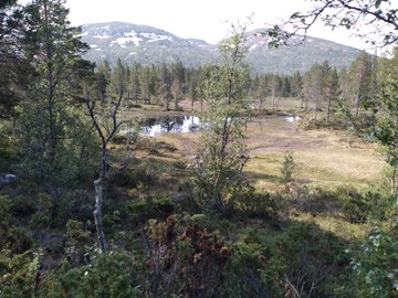 Day 6. A big hike through a wild landscape, starting in Scots pine woodland, through the birch zone, the willow zone and up onto the montane heath on the tops. Moose, reindeer and red deer managed to allow natural processes to operate.