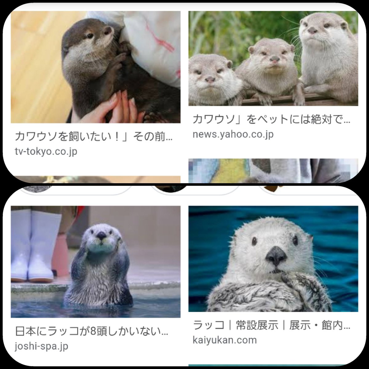 『ワン』可愛いカワウソ？♡ラッコ？♡ entzauberung @mayu_mg カワウソとラッコ……顔の毛の色違いぐいしか…な