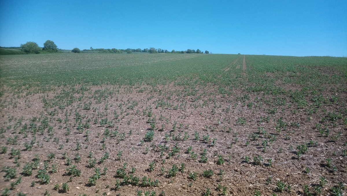 Spring oats, beans and wild bird covers need some water. We try not to always show best photos!! All these crops were sown into some from of soil cover but in this weather it rapidly disappears. 2/4