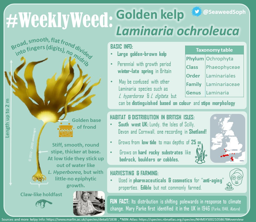 SeaweedSoph's tweet photo. Going for gold this #WeeklyWeed #Wednesday with the last UK #kelp species: Laminaria ochroleuca🥇🌱Although less common in the UK than other Laminariales, it's fast migrating ⬆️ in response to #ClimateChange so may cover more of our coastline in future.
@ExeterMarine @thembauk https://t.co/J1i8lBA8w7