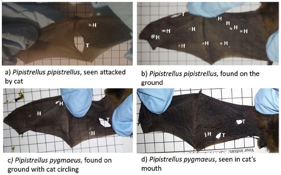 Robyn Grant (@robynannegrant) on Twitter photo 5/5 #WBTC1 #EvoBeh1 So why more tears in the plagiopatagium? We propose that cats are targeting bats bodies and their claws are tearing the wing. This is also confirmed by #batcarer observations. Sad, but great work by <a href="/ran777no/">Rana Khayat</a> <a href="/_BCT_/">Bat Conservation Trust</a> #BatCatastrophe 🦇🐱 5/5 #WBTC1 #EvoBeh1 So why more tears in the plagiopatagium? We propose that cats are targeting bats bodies and their claws are tearing the wing. This is also confirmed by #batcarer observations. Sad, but great work by <a href="/ran777no/">Rana Khayat</a> <a href="/_BCT_/">Bat Conservation Trust</a> #BatCatastrophe 🦇🐱