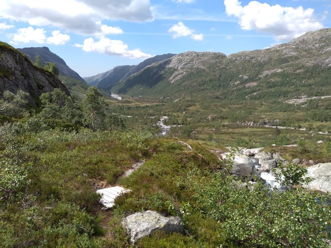 Day 10. Bit lower down the hill now, camping at around 600m to get a better feel for how the willow zone grades into birch. Really feels like these high(ish) woody habitats are what's missing from the  #LakeDistrict. They are full of flowers and birds.