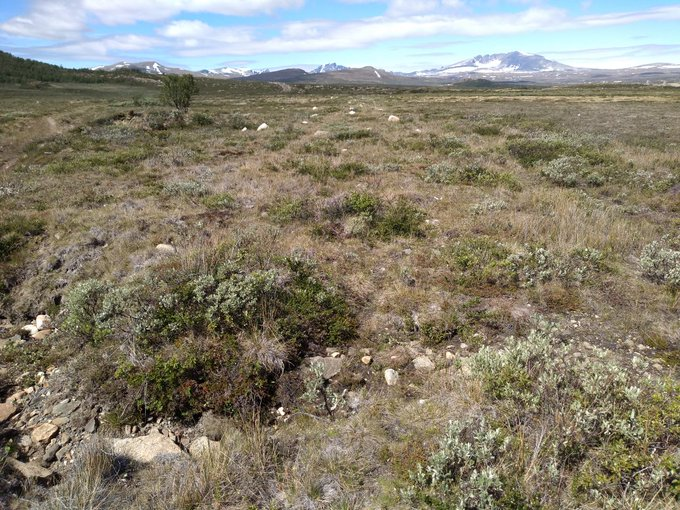 Day 17. Fascinating day learning about Norway's largest ever habitat restoration project on Hjerkinn ex-military range. Large scale, long term, ambitious & science-led with impressive results, in conditions way more challenging than we have to cope with at home