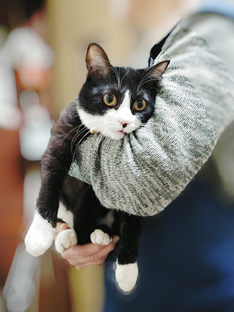 抱っこに不慣れな家族に抱っこされて呆然とする猫さん 虚無顔としまい忘れた舌が大変キュート 手袋とソックスとパンツはいとる Togetter