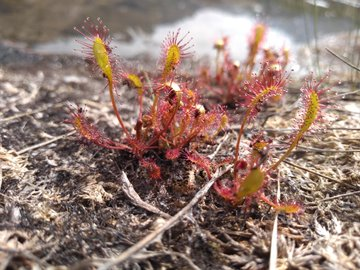 Day 15. A humdrum day of travelling today, so here are a few wildflower pictures from Fidjadalen from the last week to keep the thread intact. All rare species at home and a lot easier to see here. [Just saw a moose out of the train window! That's brightened up the journey]