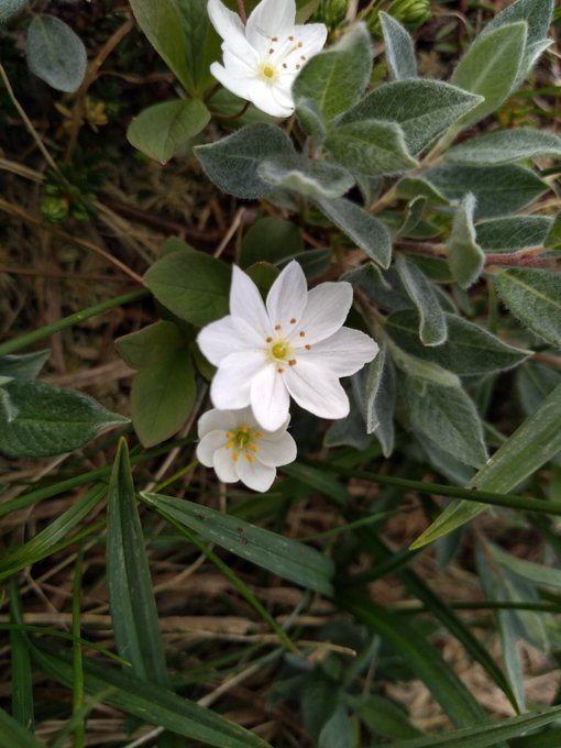 Day 15. A humdrum day of travelling today, so here are a few wildflower pictures from Fidjadalen from the last week to keep the thread intact. All rare species at home and a lot easier to see here. [Just saw a moose out of the train window! That's brightened up the journey]