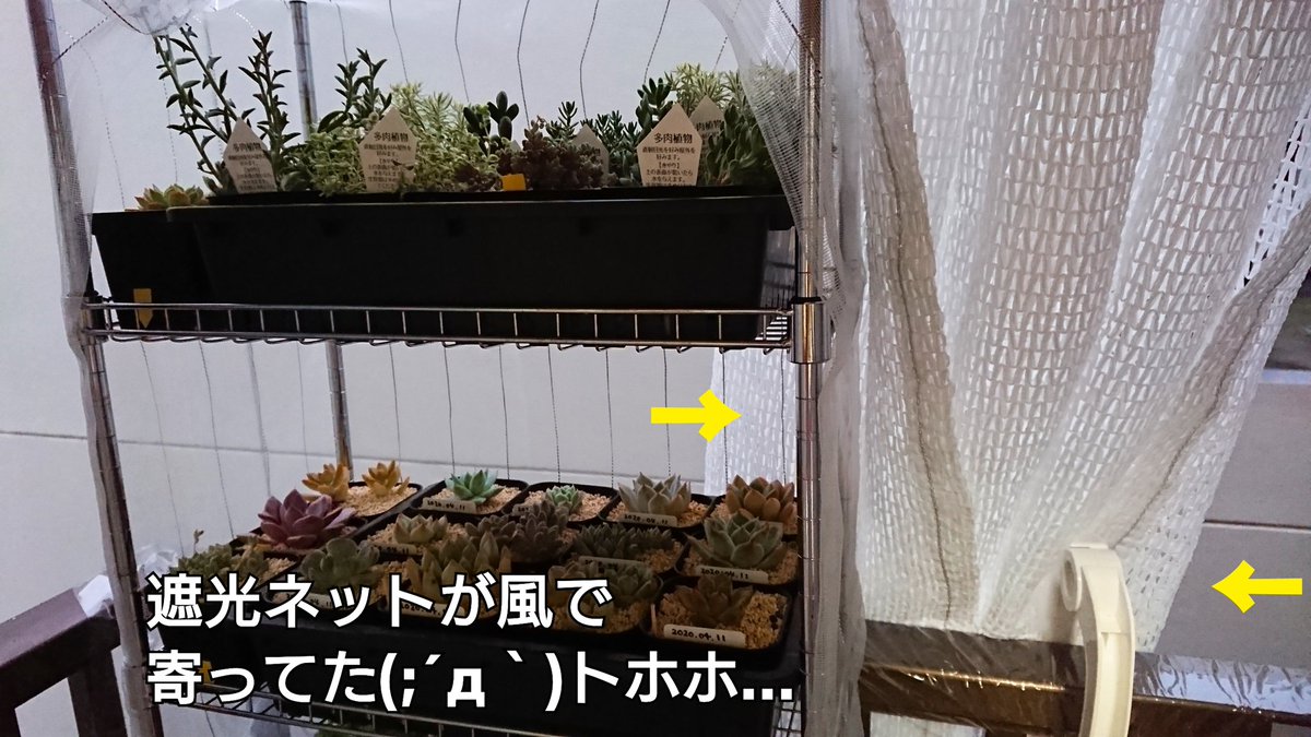 ちまちま多肉植物生活