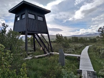 Day 20. Visited  #Fokstumyra Nature Reserve. Some fantastic bird sightings, but striking that I had seen almost all the species already in the wider countryside. A real contrast to reserves at home which are too often totally boxed in by land hostile to wildlife