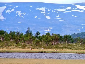 Day 20. Visited  #Fokstumyra Nature Reserve. Some fantastic bird sightings, but striking that I had seen almost all the species already in the wider countryside. A real contrast to reserves at home which are too often totally boxed in by land hostile to wildlife