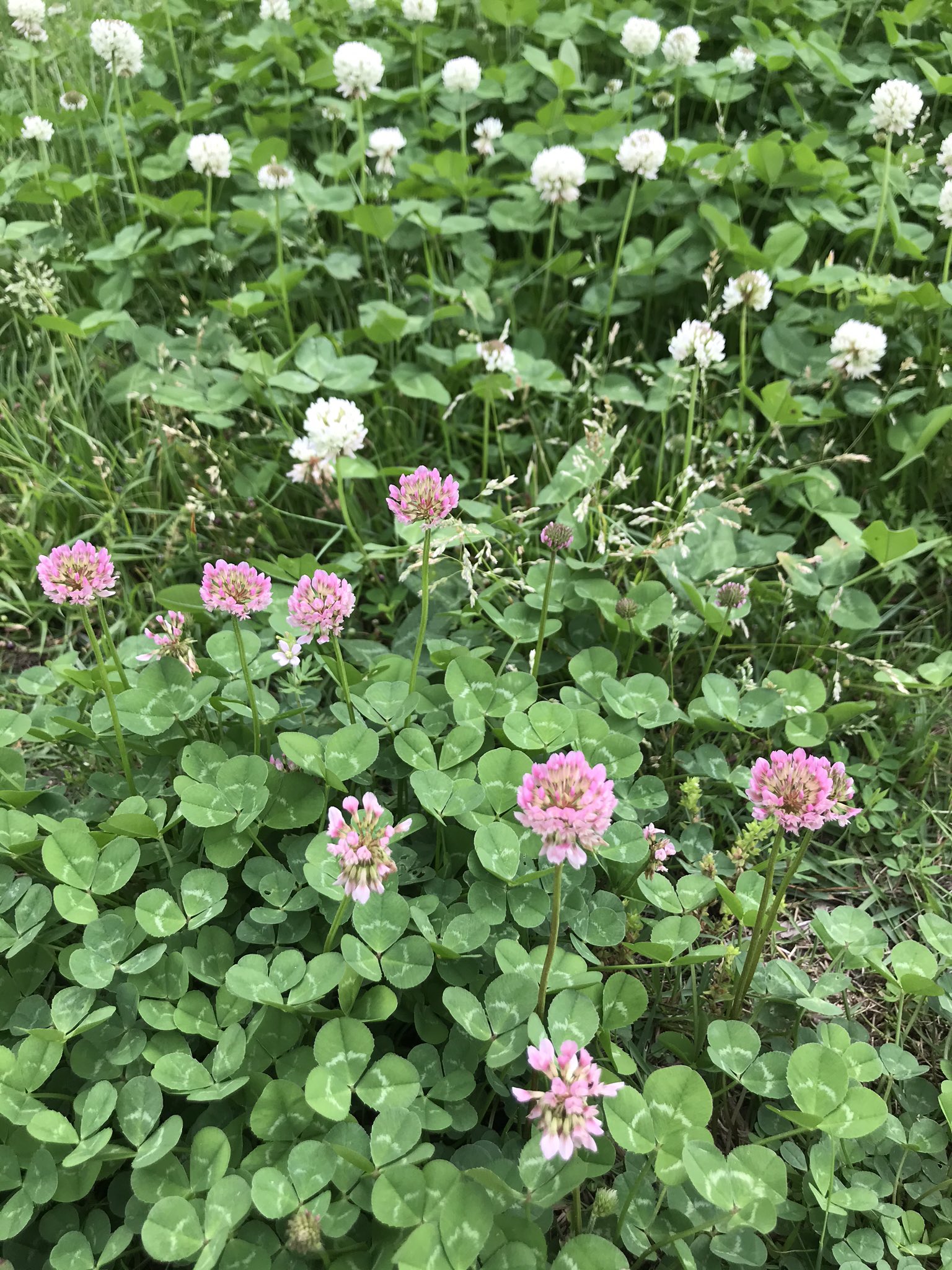 Uzivatel ヒメ Na Twitteru シロツメクサの花の色も 今までの 真白い花 少しピンク色がかったのと 少しづつ変わって来ていると思いますが これは 色の違いがよく分かる 伊勢の植物 モモイロシロツメクサ シロツメクサ T Co Unzjqshnks