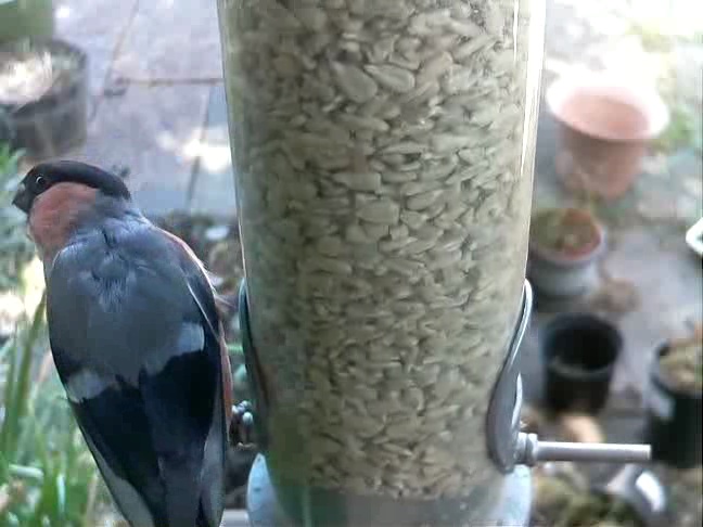 'thursday' - 2020-05-27 10:43:13 Tweeting #birds directly from our #garden. Using #keras #machinelearning #opencv #aws #raspberrypi. Built for @smile_att by @sodnpoo.