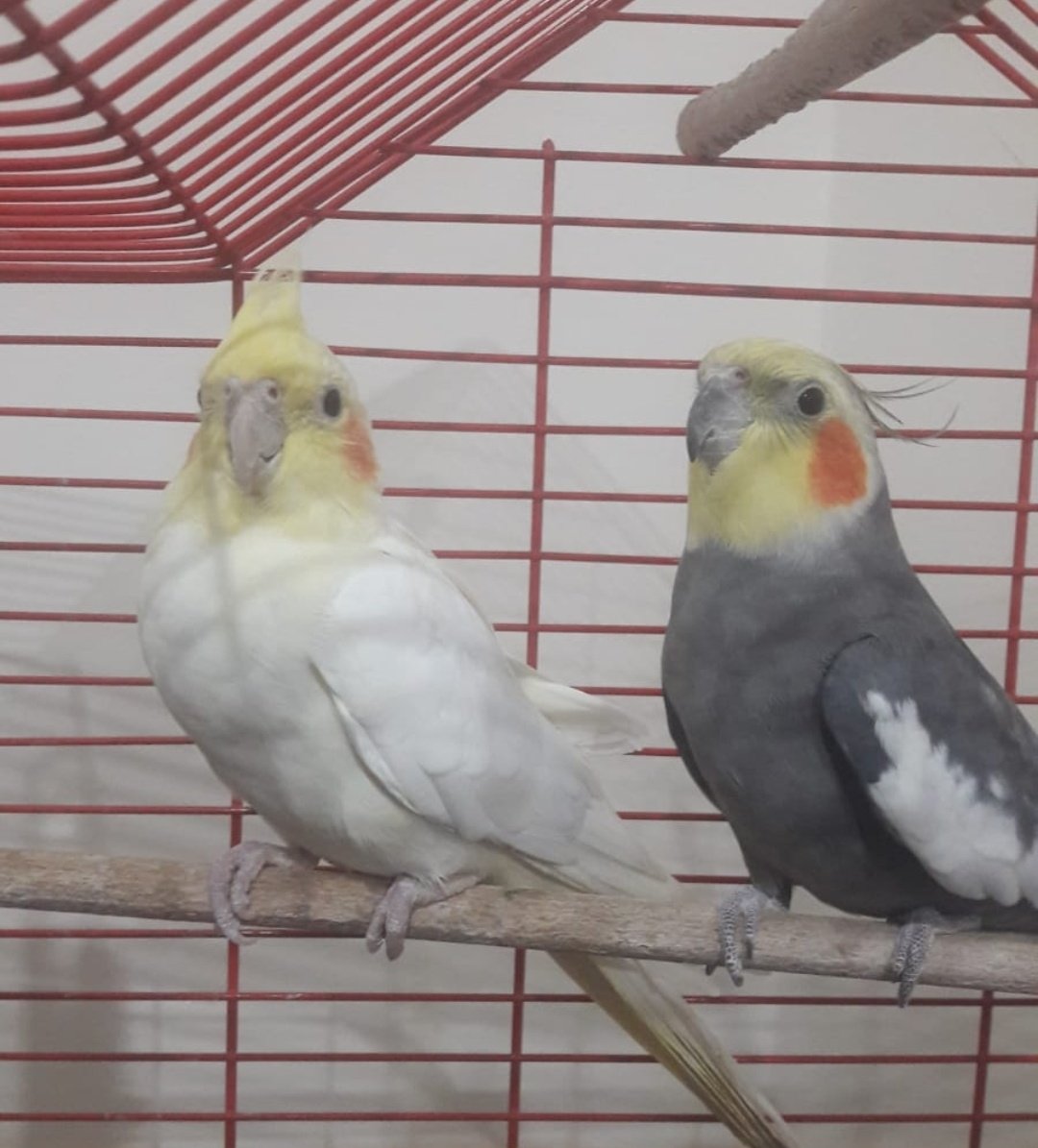 Sefgilime bagın♥️