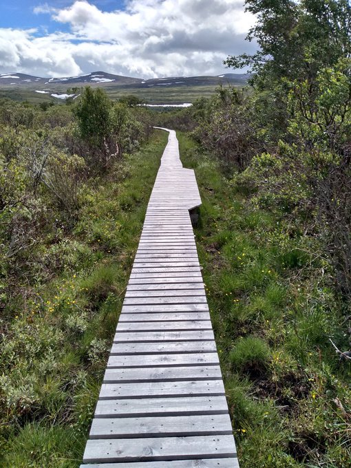 Day 20. Visited  #Fokstumyra Nature Reserve. Some fantastic bird sightings, but striking that I had seen almost all the species already in the wider countryside. A real contrast to reserves at home which are too often totally boxed in by land hostile to wildlife