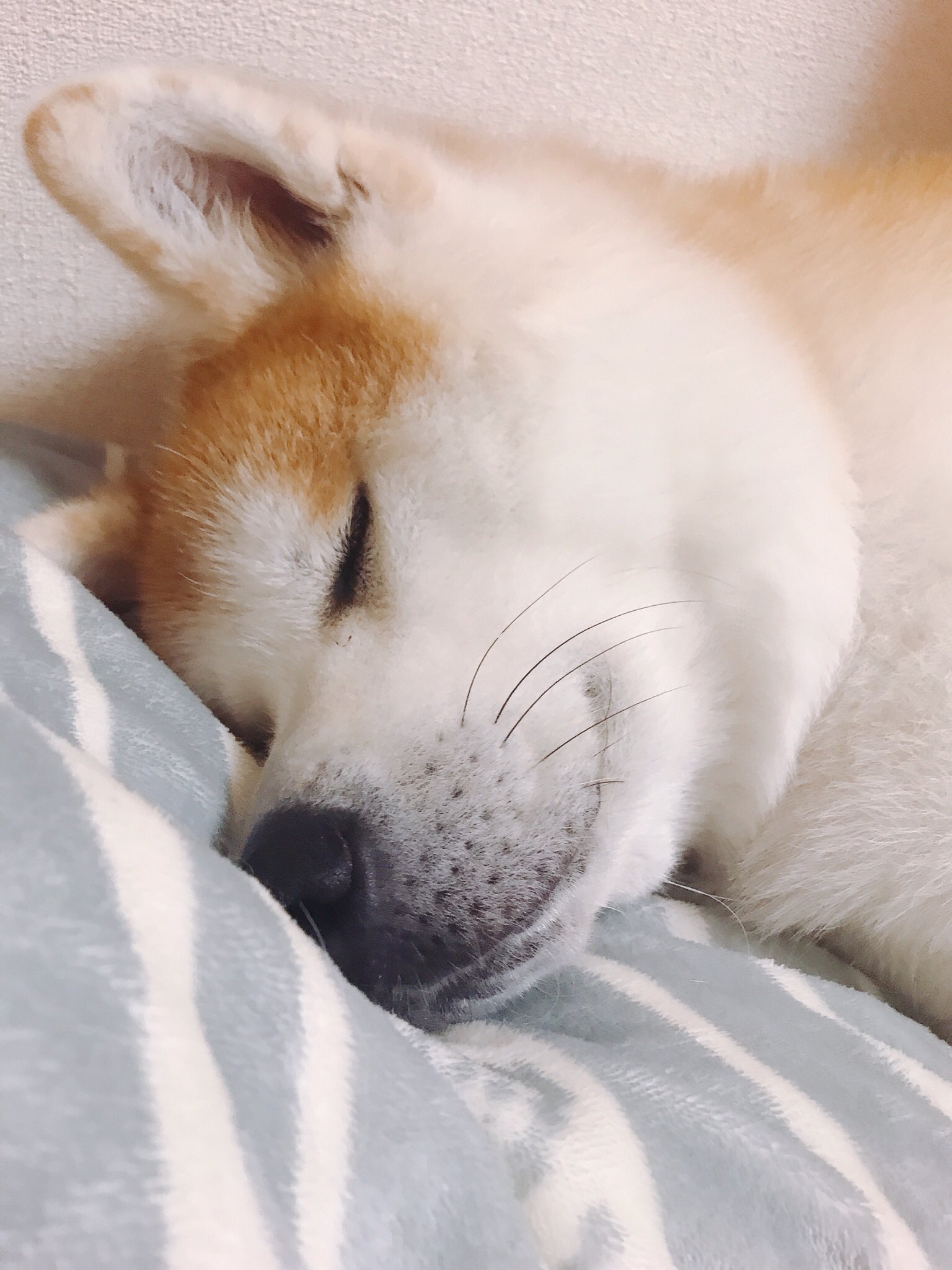 Twitter 上的 秋田犬の里 公式 この寝顔には安眠効果があると思う 少し早いですが おやすみなさい 勝大 秋田犬 寝顔 T Co 8mal5aasbx Twitter