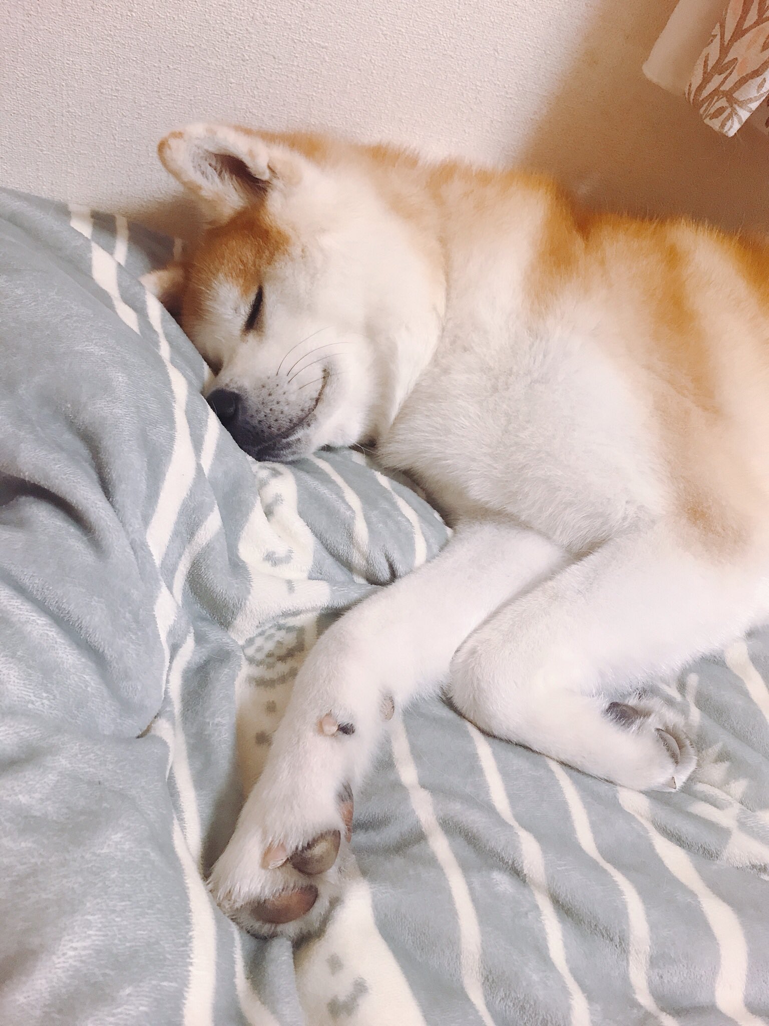 Twitter 上的 秋田犬の里 公式 この寝顔には安眠効果があると思う 少し早いですが おやすみなさい 勝大 秋田犬 寝顔 T Co 8mal5aasbx Twitter