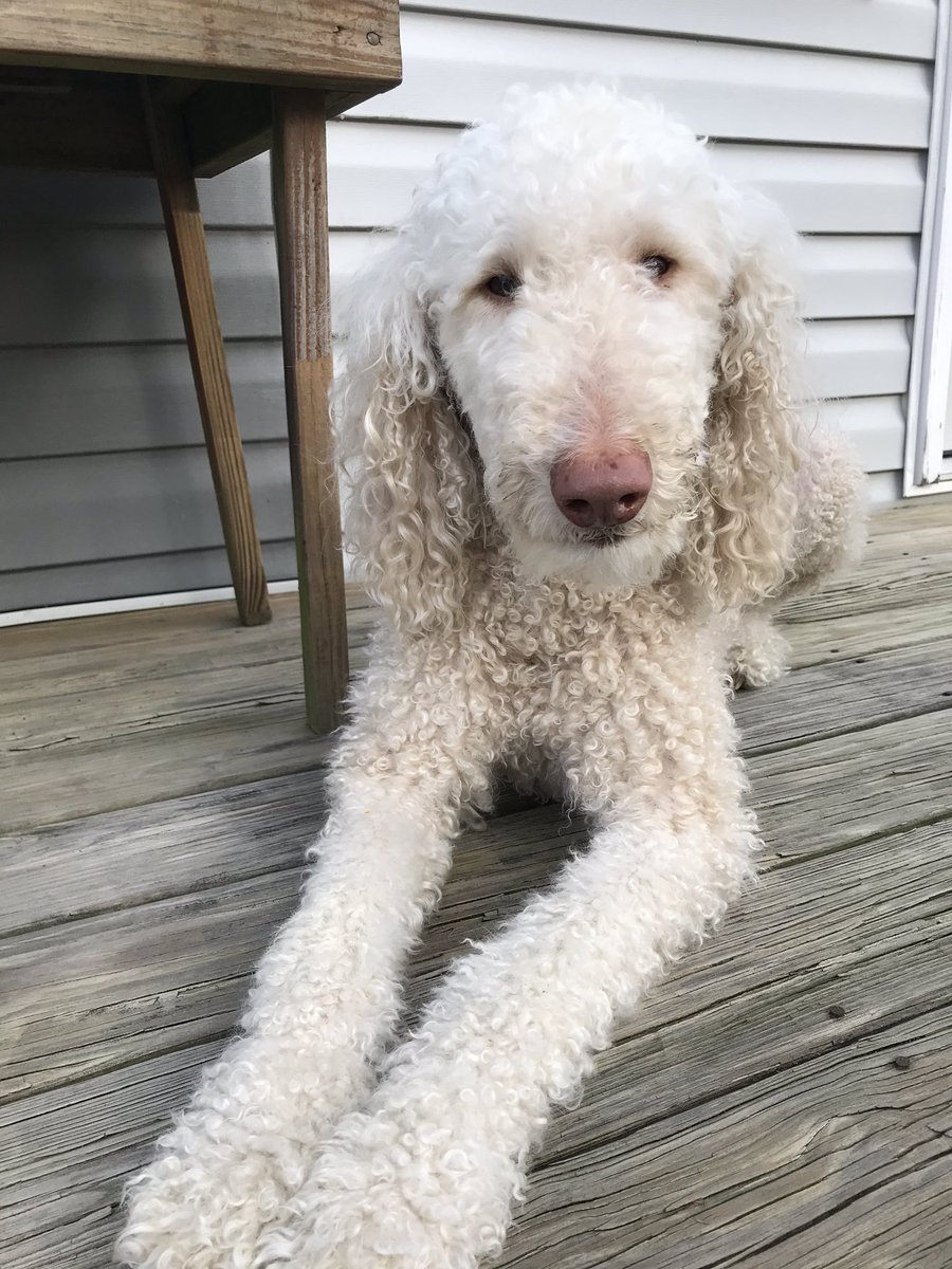 chrissyjvt's tweet photo. #model #pinknose #goldendoodle https://t.co/l1vxENipcn