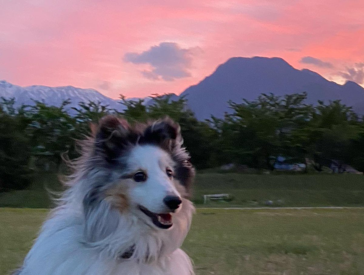 Charpowjoy's tweet photo. ジョイたろ〜♪と夕焼けの時間を過ごす。
#sheltie #sheltielove #shetlandsheepdog #シェルティー #シェルティーと遊ぶ #シャルパウジョイだら #今日の夕空 #本日の有明山 #安曇野 #azumino #夕焼けの空 #2020spring https://t.co/bX1P1SVW9B