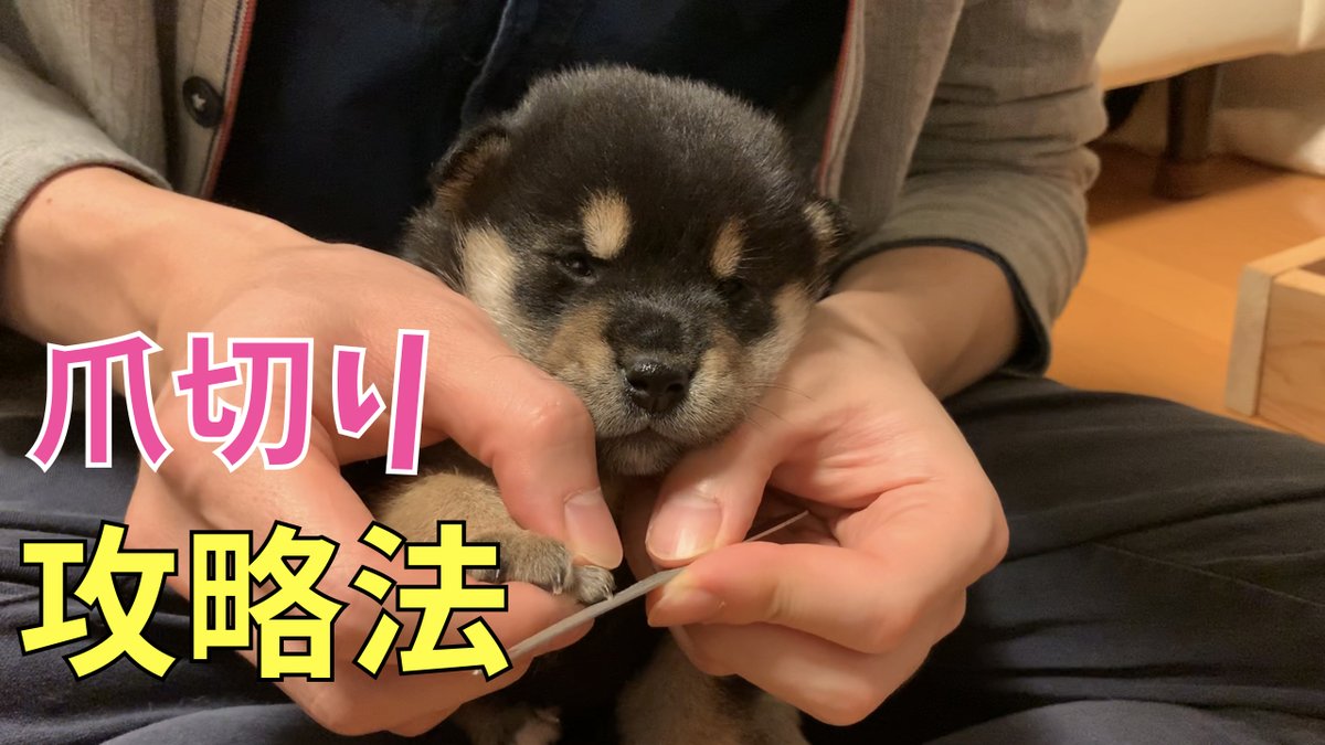 黒柴りつ 黒柴すみ こちらも爪が真っ黒なのでいつも緊張してます