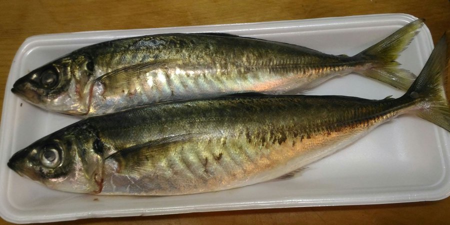 アニサキスが心配な人でも食べられる魚介類を一挙公開 Crazy Fishing