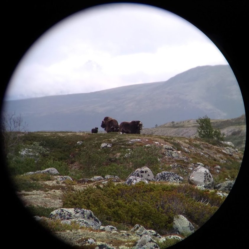 Day 19. A carefully regulated system of hunting of wild grazers is key to Norway maintaining rich habitats. Norwegians seem to value these species both for their intrinsic value & as food. In this spirit I have today enjoyed both seeing & eating musk ox.
