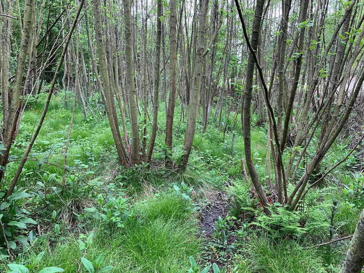 NACPritchard's tweet photo. Oh man, poor #run route choice! Tried combining a quick #work #woodland inspection with #running; no easy way through here! Cue a slow half mile... #runroute #jungle #undergrowth #rhododendron #aussiegrit #aussiegritapparel @AGrit_Apparel #exercise https://t.co/0f4GztgP1Q