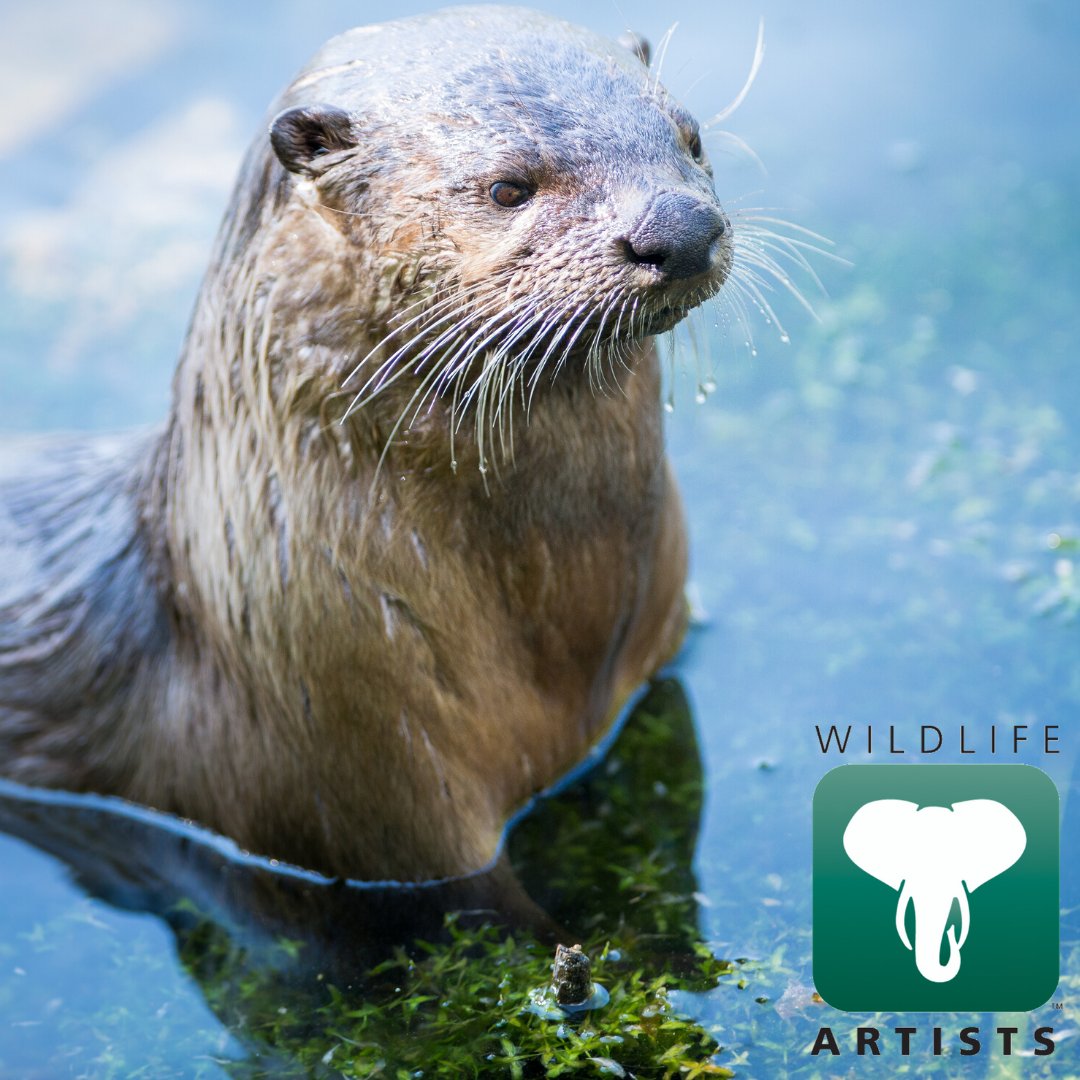 WildPlush's tweet photo. A day to celebrate Otters? That's otterly amazing. 

Happy #WorldOtterDay! https://t.co/axnYdL3BNj