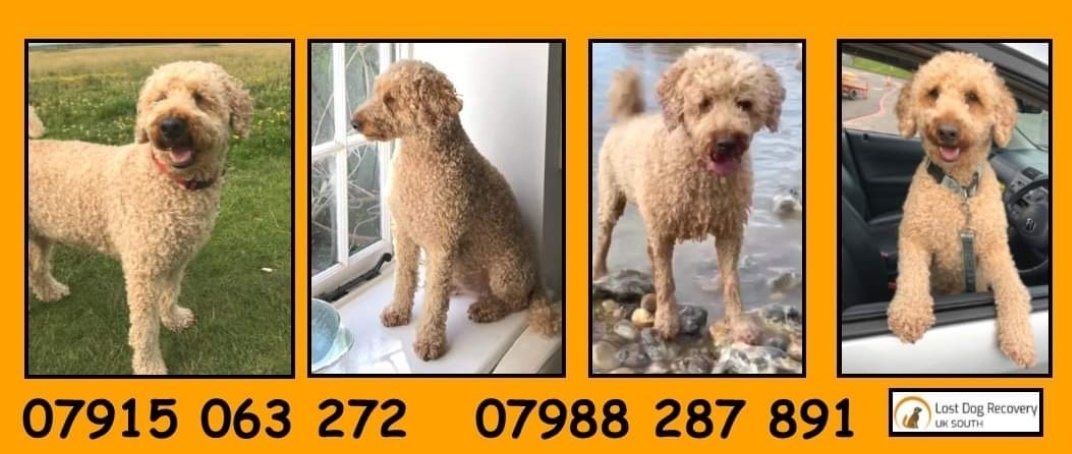 Bertie is missing tweet media