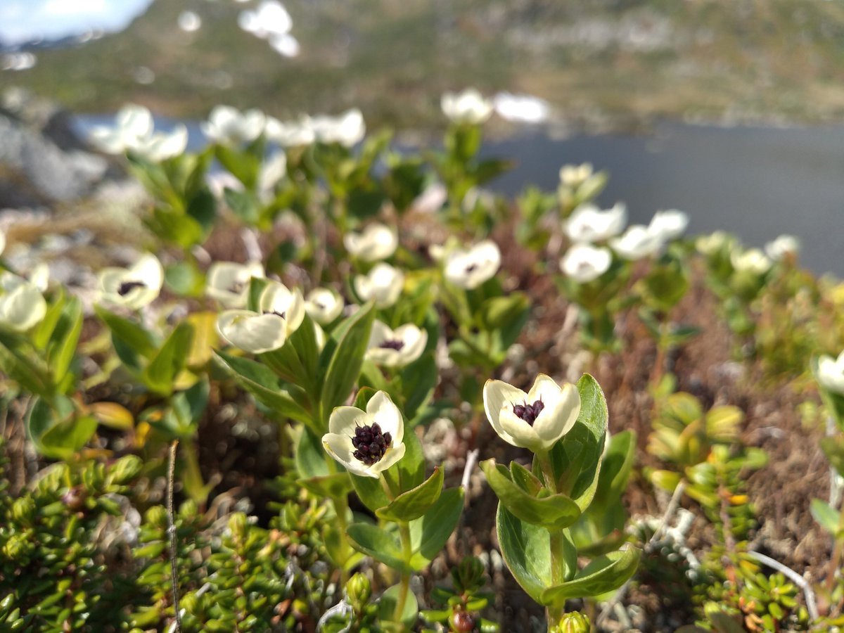 I've learned a lot about upland ecology, about which species should fill the empty spaces in our hills. Nearly all of the key species are hanging on at home. Time to rescue them and get them back to the places they belong. Get the plants right, and the other wildlife will follow.