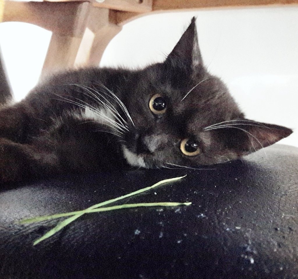 의자 다뜯은 고양이 누구지요 (먼지 아닙니다 고군이가 의자를 스크래쳐처럼 써서 다 뜯어졌습니다)