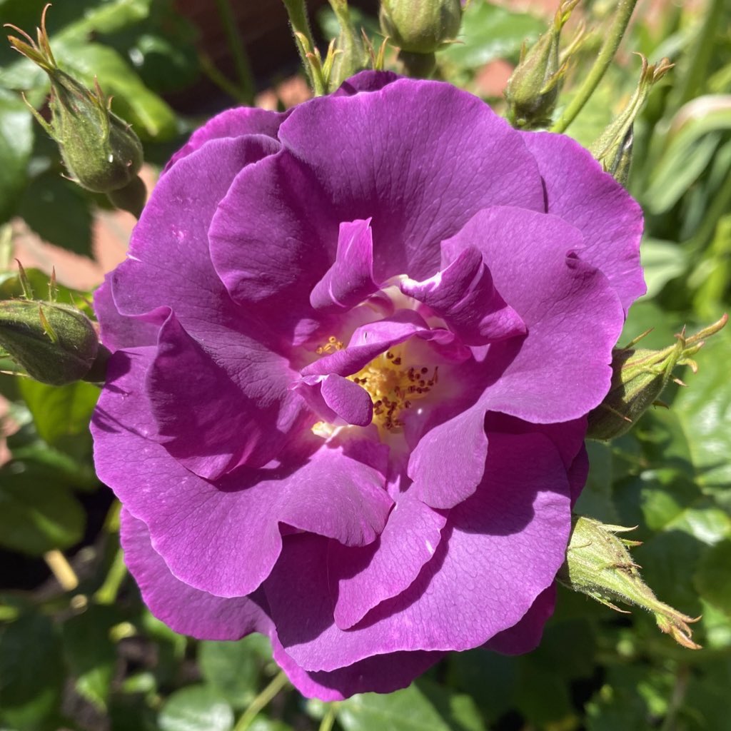 Rosa ‘Rhapsody In Blue’ <a href="/DAustinRoses/">David Austin Roses</a>