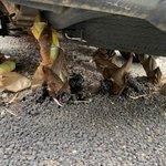 たけのこが駐車場のコンクリートを突き破る!？その結果ハイエースに突き刺さる!