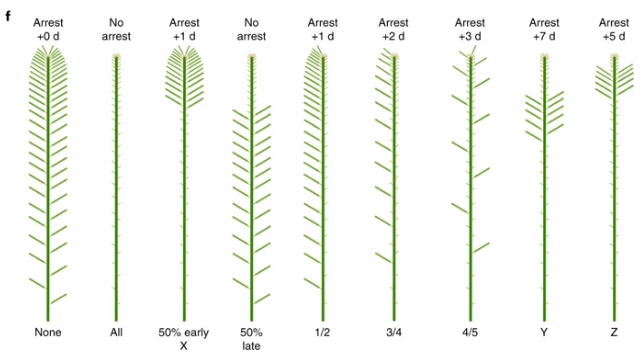 NaturePlants's tweet photo. New Article: "Auxin export from proximal fruits drives arrest in temporally competent inflorescences" https://t.co/pkWx3cLfYM

"the end-of-flowering in Arabidopsis is not ‘global’ and does not occur synchronously between branches, but rather () is a local process" https://t.co/0CKuS2k2Mv