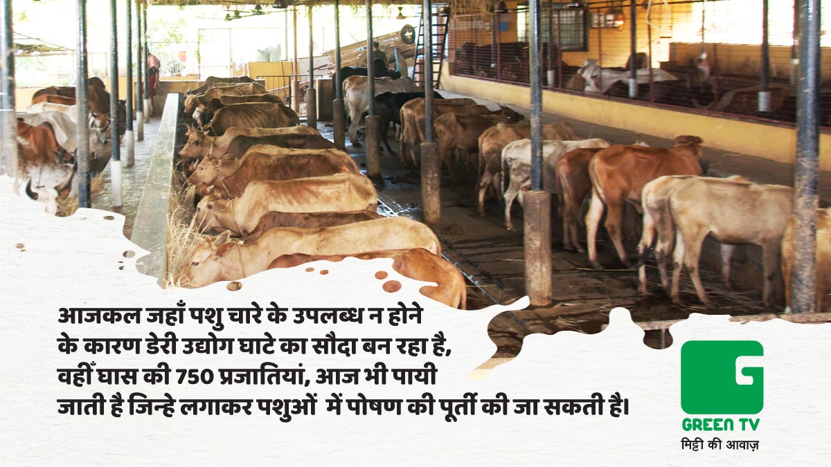 GreenTV_India's tweet photo. #GreenGyan
व्यावसायिक खेती की दौड़ में किसान, धीरे-धीरे चरी फसल लगाना भूलते जा रहे हैं। जिस वजह से डेरी उद्योग घाटे का सौदा साबित हो रहा है।
#AgriGyan #DairyIndustry #Pashupalan #Fodder #AnimalFeed #BasicAgriLearnings #GreenTV #Grass #animalhusbandry https://t.co/NJhCuTEbW9