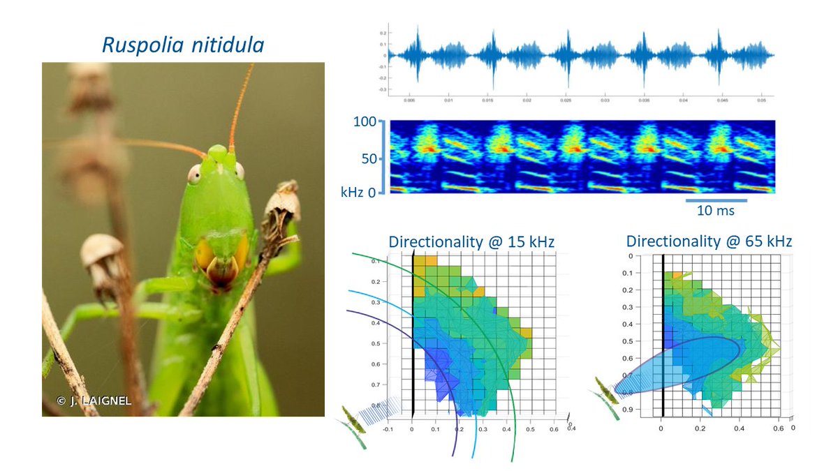 1/5  #WBTC1  #EvoBeh1 Weundescribed song of the katydid Ruspolia nitidula and if this song can protect from ? We performed a series of field observations and behavioural experiments with&By  @AHubancheva @KlausHochradel @KatherineDimitrova  @KaloyanaKosseff  @batsmoths