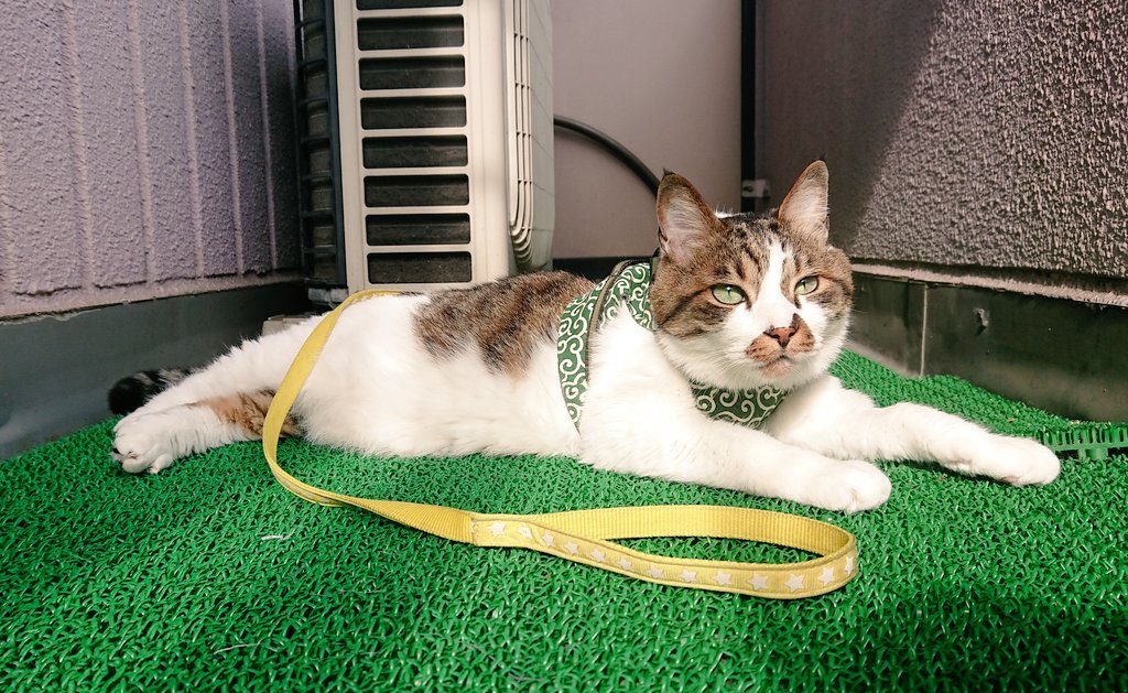 St.FeLair tweet media