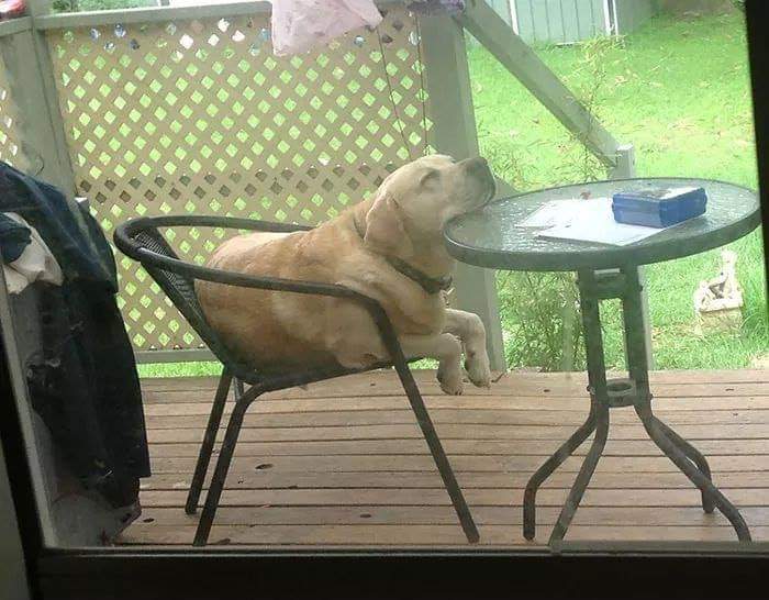 If you& #39;re feeling low today, here is a cute thread of dogs sleeping in precarious positions. Enjoy!