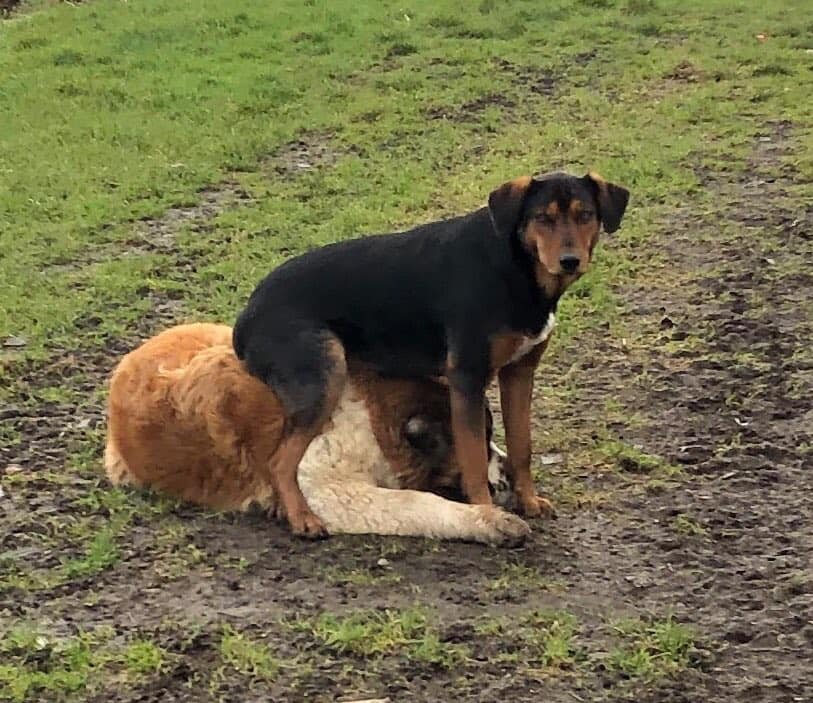 gelert01's tweet photo. #SALLY #Missing 19/05/2020 #RegentRoad #Morecambe #Lancashire
any info contact 07977282820
#SALLY jumped a gate from a secure yard. Not from area not used to traffic
#IamMissing @Lorrain90964806 @lornsalexander @bs2510 @JanineK79750164 @RachaelB100 @ChrstinaKelly https://t.co/7WFHQ8lvML