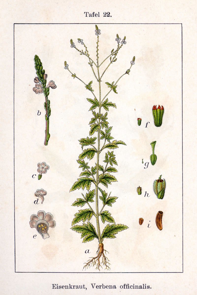 TheHawthorneArc's tweet photo. #Vervain is believed to have sprung from the tears #Isis cried over the death of #Osiris, her brother and husband.
Uncommonly for a #magicalplant, it is thought to have a pleasant temperament and hold affection for humans.
#WyrdWednesday #MythicMay #magick #dailylore https://t.co/8WE2kMXKm2