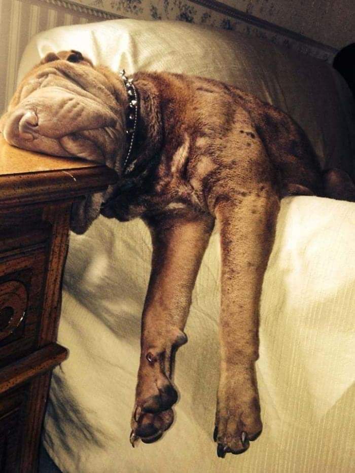 If you& #39;re feeling low today, here is a cute thread of dogs sleeping in precarious positions. Enjoy!