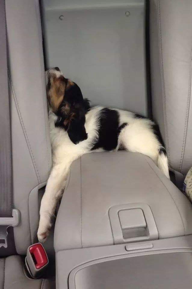 If you& #39;re feeling low today, here is a cute thread of dogs sleeping in precarious positions. Enjoy!