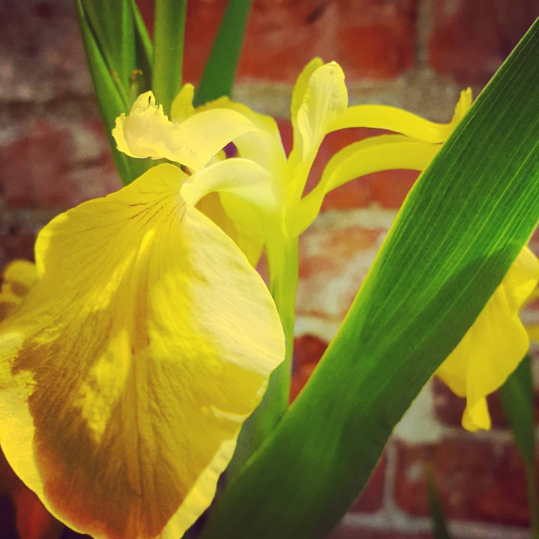 GeorgianCottage's tweet photo. Love our water irises. Rescued from an old drained pond when we moved in and never fail to impress! #iris #wateriris #summercolour #irisinflower #gardenrenovation #gardenrescue #yorkshiregardens https://t.co/WYll5mAinj