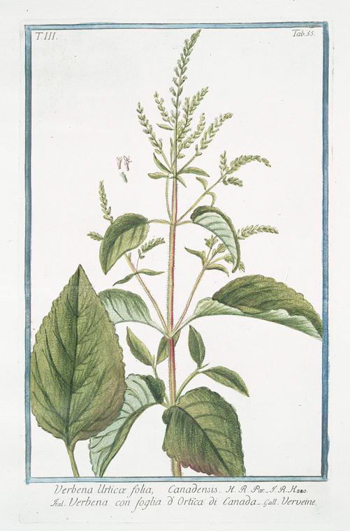 TheHawthorneArc's tweet photo. #Vervain is believed to have sprung from the tears #Isis cried over the death of #Osiris, her brother and husband.
Uncommonly for a #magicalplant, it is thought to have a pleasant temperament and hold affection for humans.
#WyrdWednesday #MythicMay #magick #dailylore https://t.co/8WE2kMXKm2