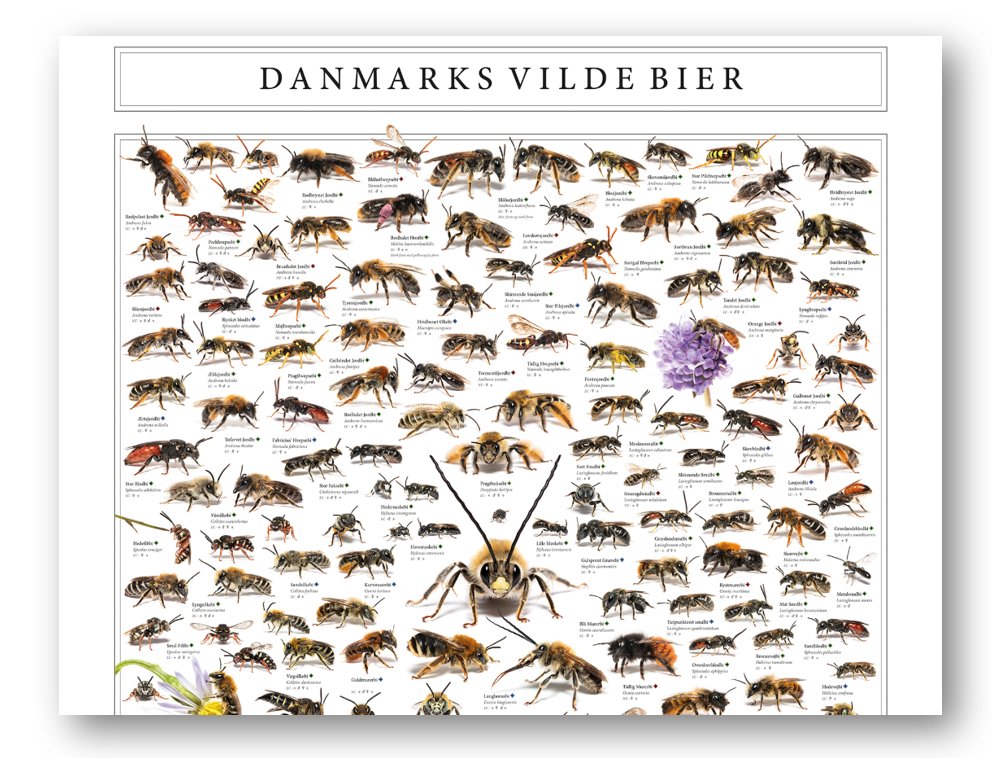 Twitter 上的 Morten DD："NY plakat med Danmarks vilde bier fra med @Naturhistorisk. 100 arter, enestående smukt fotograferet. Bør hænge overalt, på kommunekontoret, i sommerhuset, på ALLE STEDER. Køb