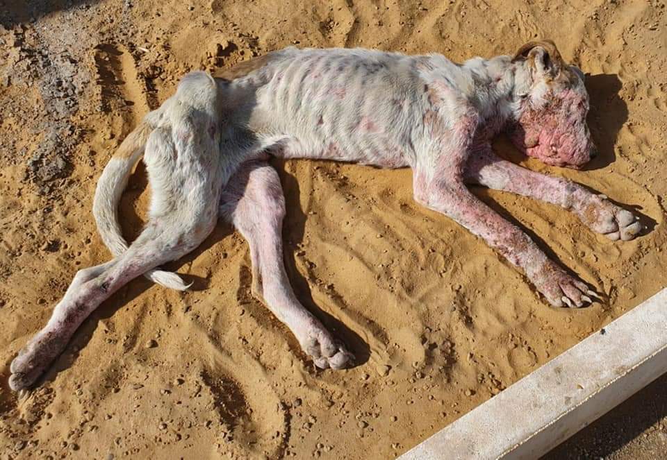 Se c'è un dio gli chiedo perchè..Gela..era un dogo..lo ha preso il canile e lo stanno curando, spero ce la faccia ma mi chiedo come si può