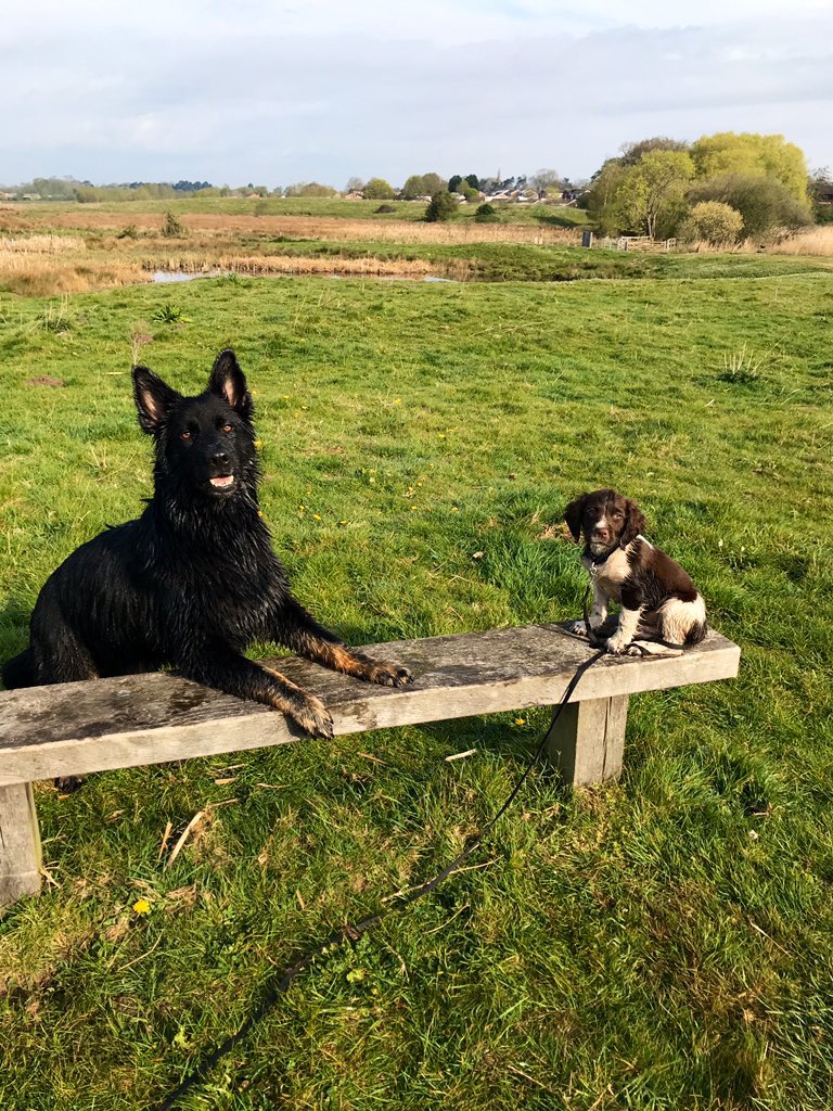 @WMPolice @ResponseWMP This is Vine and Harvy @WMPDogs. Hooman Dad @ResponseWMP 🐾🐾👍 #thisisme #ResponseTakeover