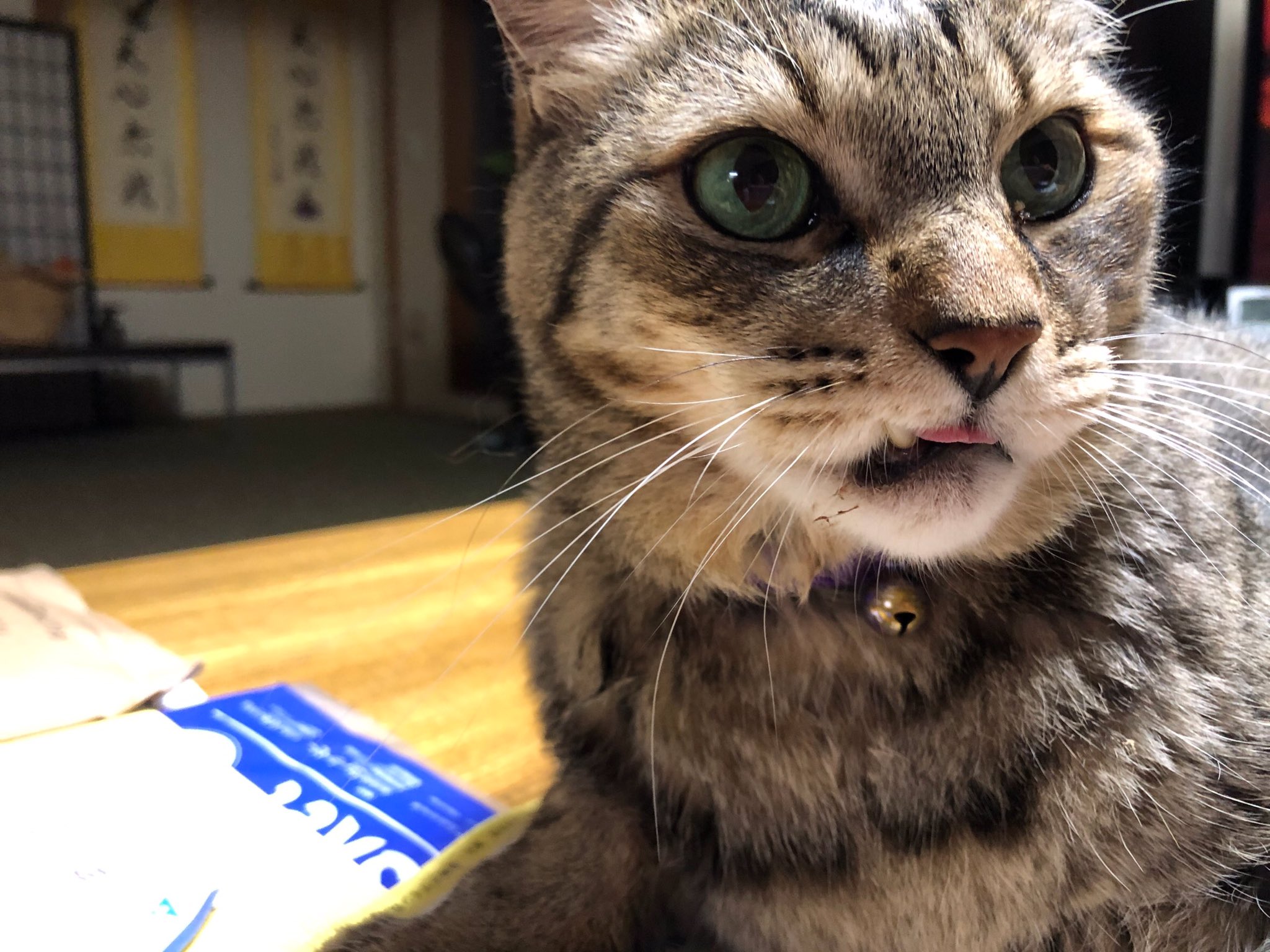しゃるる うちの猫の歯が傾いてるんだけど老化でこうなったりするの 歯が痛くてご飯が食べれないらしい T Co 8iiftjtdnn Twitter
