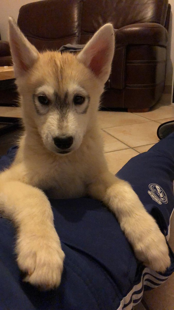 elMaT0o's tweet photo. Before                     After
Il a grandi trop vite🥺🐕 https://t.co/ZtJHd73cV3