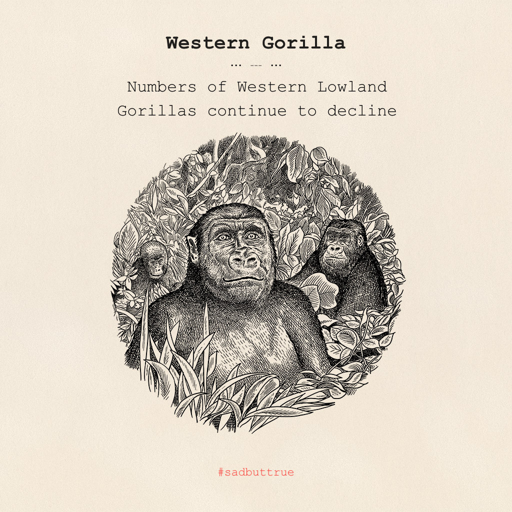After ten years of making our Monkey47, it's time to give something back. That’s why for the next weeks we're giving exposure to an urgent matter. We're going to reveal more! You can find out more about the Western Gorilla:
fal.cn/38jf2
#monkey47 #sadbuttrue