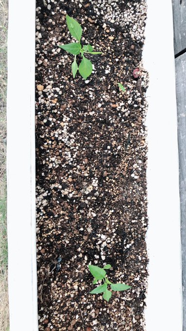 Twitterのコスプレ画像5